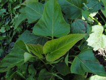 Батат, или сладкий картофель, сорт Хар Бэй - Ipomoea batatas (L.) Lam. cultivar Har Bey (Вьюнковые — Convolvulaceae Juss)