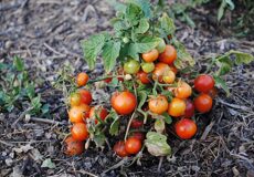 Томат Клюква в сахаре - Solanum lycopersicum L. cultivar Cranberries in sugar. (Паслёновые — Solanaceae Juss.)
