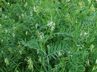 Горошек четырехсемянный (вика четырехсемянная) — Vicia tetrasperma (L.) Schreb. (Бобовые — Fabaceae Lindl.)