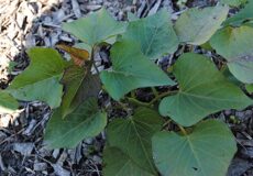 Батат, или сладкий картофель, сорт О’Генри - Ipomoea batatas (L.) Lam. cultivar O’Henry (Вьюнковые — Convolvulaceae Juss)