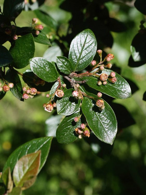 Кизильник блестящий - Cotoneaster acutifolius Turcz. var. lucidus (Schltdl.) L. T. Lu (Розоцветные — Rosaceae Juss.)