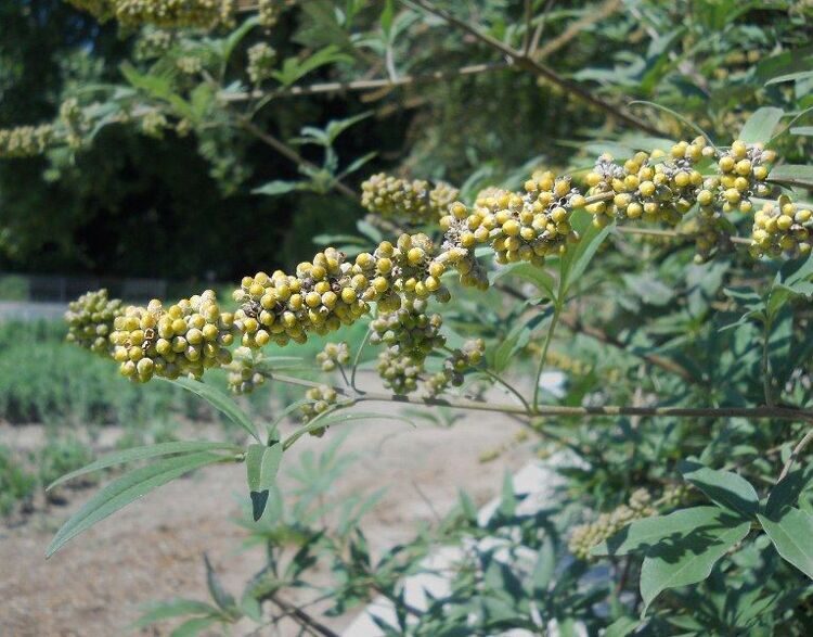 Витекс священный (авраамово дерево, перец дикий) — Vitex agnus castus L. (Вербеновые — Verbenaceae Jaume St. Hill.)