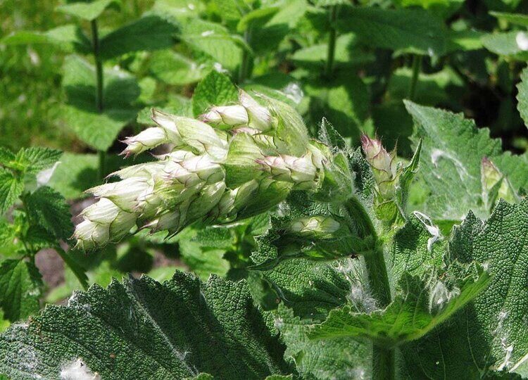Шалфей мускатный — Salvia sclarea L.  (Ламиевы — Lamiaceae Lindl.)
