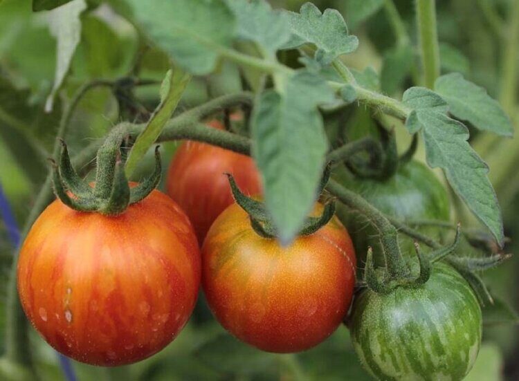 Томат Тигрёнок - Solanum lycopersicum L. (=) Lycopersicon esculentum Mill. cultivar Little Tiger (Паслёновые — Solanaceae Juss.)