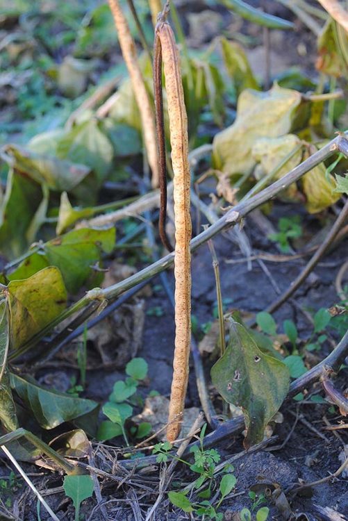 Вигна каупи Ратлеснаке - Vigna unguiculata (L.) Walp. cultivar Rattlesnake (Бобовые — Fabaceae Lindl.)