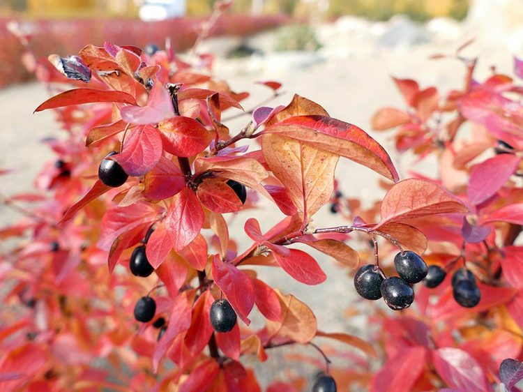 Кизильник блестящий - Cotoneaster acutifolius Turcz. var. lucidus (Schltdl.) L. T. Lu (Розоцветные — Rosaceae Juss.)