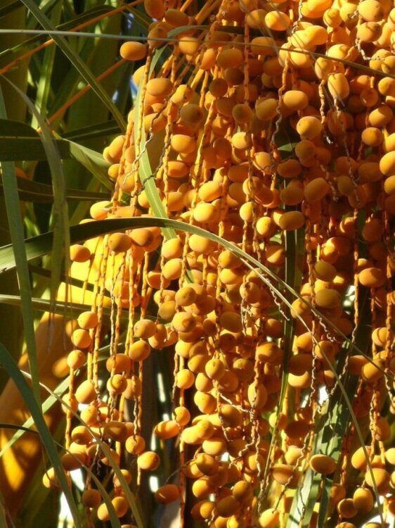 Пальма Финик канарский — Phoenix canariensis H. Wildpret (Арековые, или Пальмовые — Arecaceae Bercht. & J. Presl)