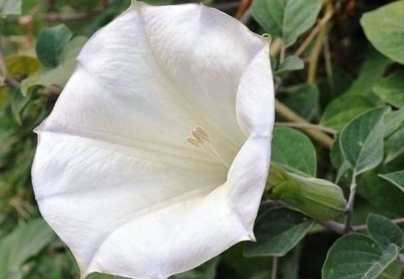 Дурман безвредный — Datura innoxia Miller. (Паслёновые — Solanaceae Juss.)