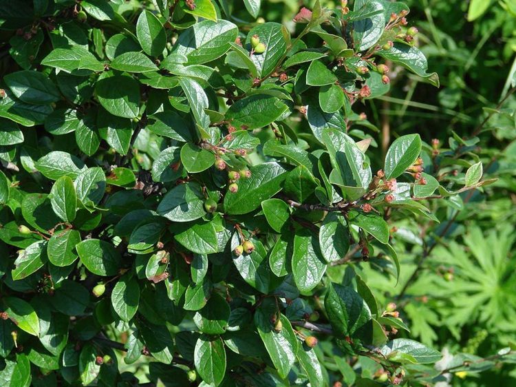 Кизильник блестящий - Cotoneaster acutifolius Turcz. var. lucidus (Schltdl.) L. T. Lu (Розоцветные — Rosaceae Juss.)