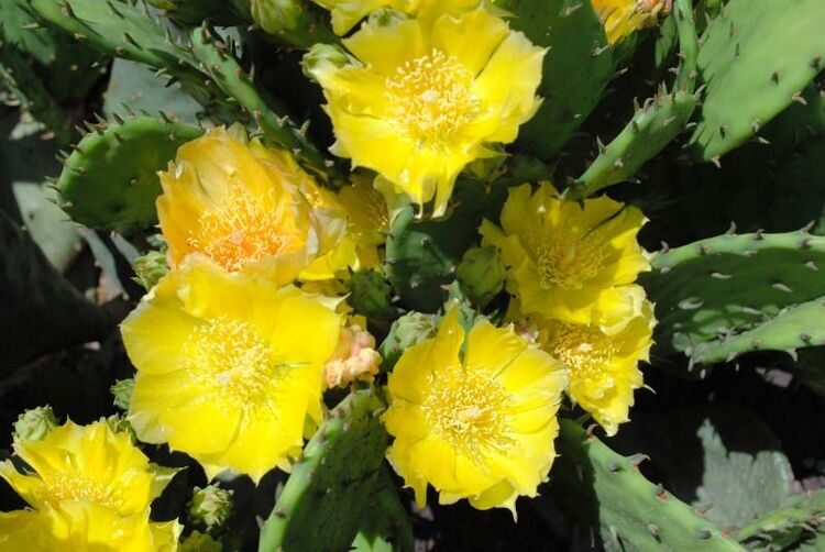 Опунция распростёртая (опунция стелющаяся) — Opuntia humifusa (Raf.) Raf.   (Кактусовые — Cactaceae Juss.)