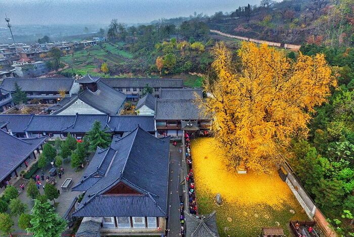 Гинкго двулопастный — Ginkgo biloba L. (Гинкговые — Ginkgoaceae Endl.)