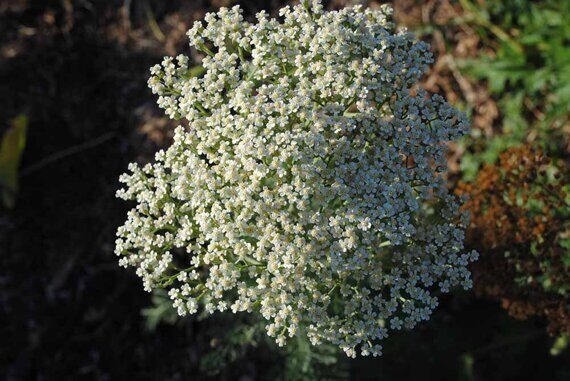 Тысячелистник благородный - Achillea nobilis L.  (Астровые - Asteraceae Dum.)