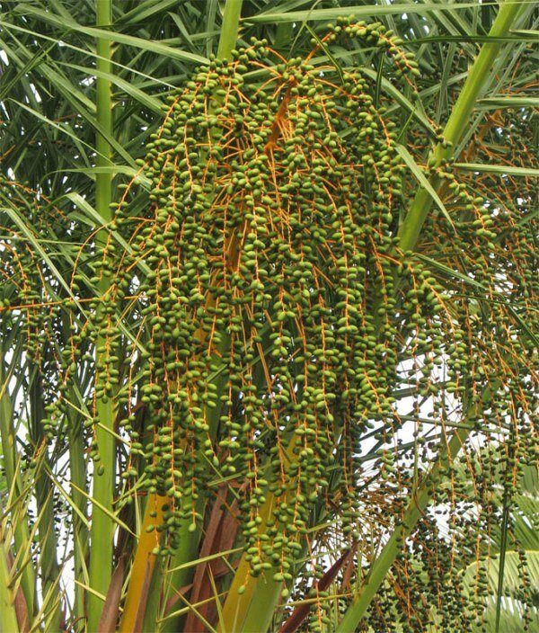 Пальма Финик канарский — Phoenix canariensis H. Wildpret (Арековые, или Пальмовые — Arecaceae Bercht. & J. Presl)