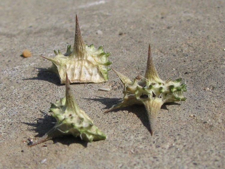 Якорцы стелющиеся - Tribulus terrestris L. (Парнолистниковые - Zygophyllaceae R. Br.)