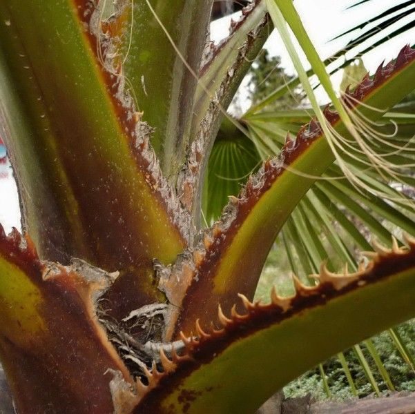 Пальма Вашингтония нитеносная - Washingtonia filifera (Linden ex Andre) H. Wendl. (Арековые, или Пальмовые - Arecaceae Bercht. & J. Presl)