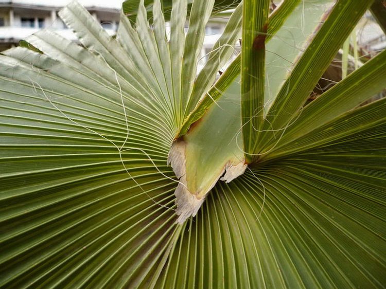 Пальма Вашингтония нитеносная - Washingtonia filifera (Linden ex Andre) H. Wendl. (Арековые, или Пальмовые - Arecaceae Bercht. & J. Presl)