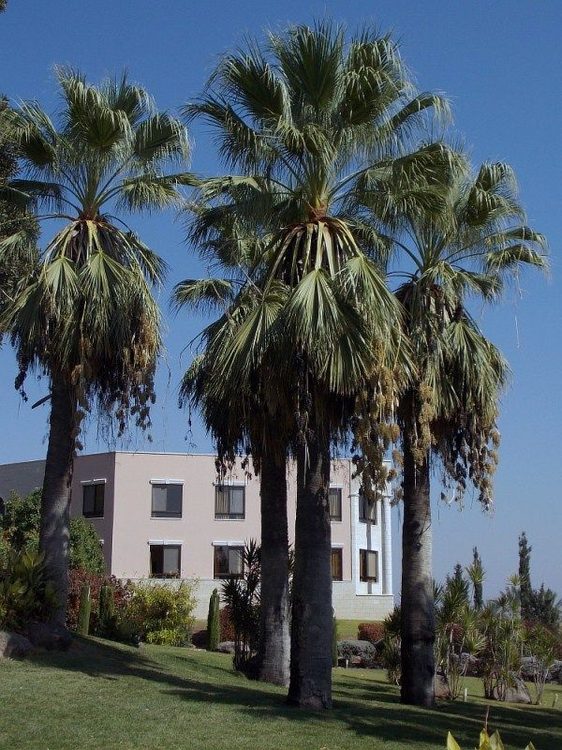 Пальма Вашингтония нитеносная - Washingtonia filifera (Linden ex Andre) H. Wendl. (Арековые, или Пальмовые - Arecaceae Bercht. & J. Presl)
