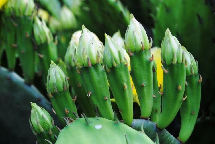 Опунция распростёртая (опунция стелющаяся) — Opuntia humifusa (Raf.) Raf.   (Кактусовые — Cactaceae Juss.)