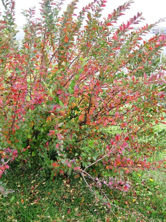 Кизильник блестящий - Cotoneaster acutifolius Turcz. var. lucidus (Schltdl.) L. T. Lu (Розоцветные — Rosaceae Juss.)