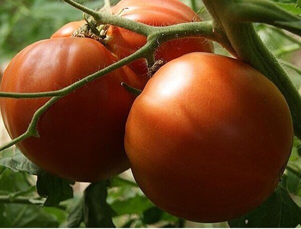 Томат Коустрале - Solanum lycopersicum L. (=) Lycopersicon esculentum Mill. cultivar Coustralee (Паслёновые — Solanaceae Juss.)