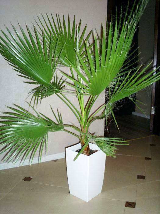 Пальма Вашингтония нитеносная - Washingtonia filifera (Linden ex Andre) H. Wendl. (Арековые, или Пальмовые - Arecaceae Bercht. & J. Presl)