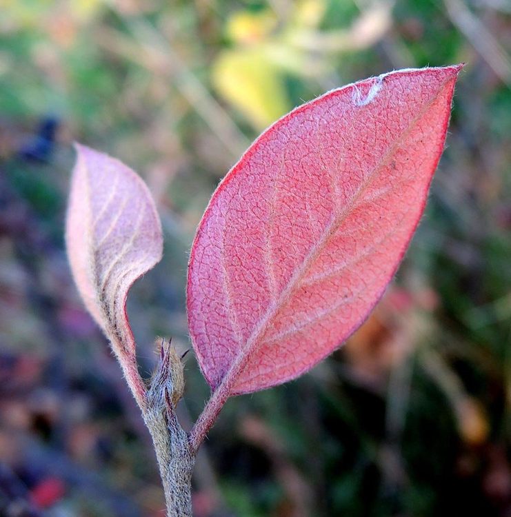 Кизильник блестящий - Cotoneaster acutifolius Turcz. var. lucidus (Schltdl.) L. T. Lu (Розоцветные — Rosaceae Juss.)