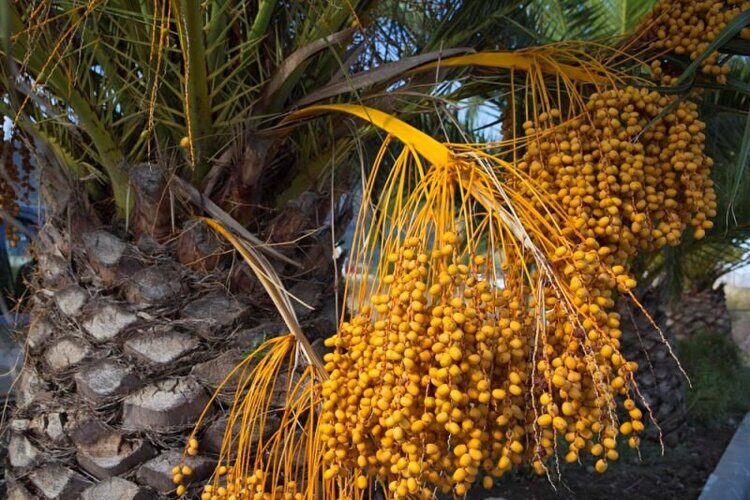 Пальма Финик канарский — Phoenix canariensis H. Wildpret (Арековые, или Пальмовые — Arecaceae Bercht. & J. Presl)