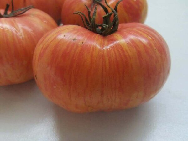Томат Хипповая зебра - Solanum lycopersicum L. (=) Lycopersicon esculentum Mill. cultivar Hippie Zebra (Паслёновые — Solanaceae Juss.)