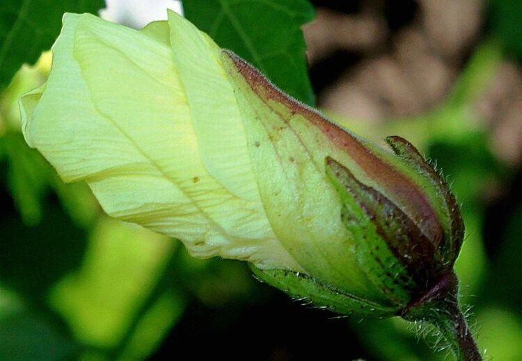 Бамия Звезда Давида —Abelmoschus esculentus (L.) Moench (≡) Hibiscus esculentus L. cultivar Star of David. (Мальвовые — Malvaceae Juss.)