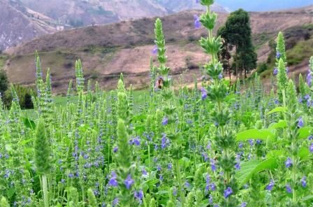 Шалфей испанский, или чиа белая — Salvia hispanica L. (Ламиевы — Lamiaceae Lindl.)