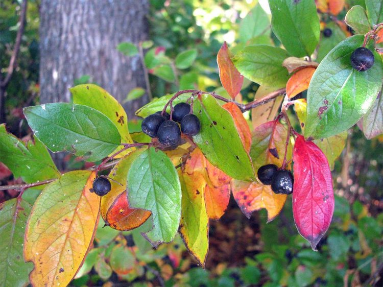 Кизильник блестящий - Cotoneaster acutifolius Turcz. var. lucidus (Schltdl.) L. T. Lu (Розоцветные — Rosaceae Juss.)