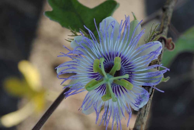 Пассифлора Пенташиста - Passiflora pentaschista (Killip) H.T.Svoboda (Страстоцветные - Passifloraceae Juss. ex Roussel)